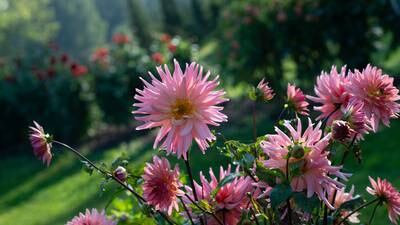 Your gardening questions answered: Should dahlias stay or go now?