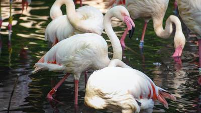 Berlin zoo-goers mourn passing of Ingo the flamingo
