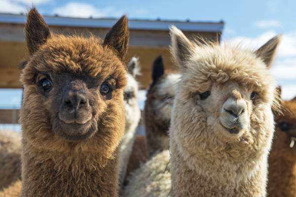 Irish scientist optimistic alpaca can be ally in in fight against Covid-19