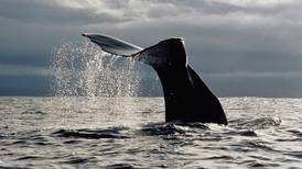 Shining new light on sperm whales and the importance of Irish waters to them