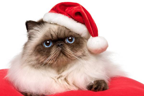 Santa Pause – An Irishman’s Diary about children growing up (and cats moving out)