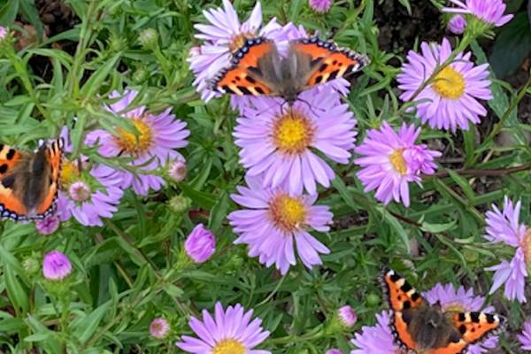 How to keep butterflies all aflutter in your garden and beyond