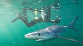 Marine ecologist swims with blue sharks off Aran Islands