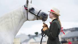 Groups from as far as South Korea fly in for Connemara ponies