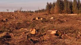 Ireland ‘being deforested’ due to low planting rates, campaigners say