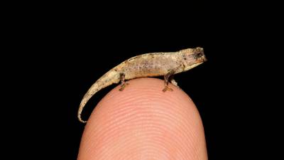 Scientists may have discovered smallest reptile on Earth