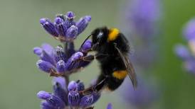Almost 30,000 ‘citizen scientists’ gather data to save bumblebees