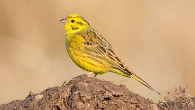 A Brexit for the birds – Frank McNally on what ‘Operation Yellowhammer’ really means