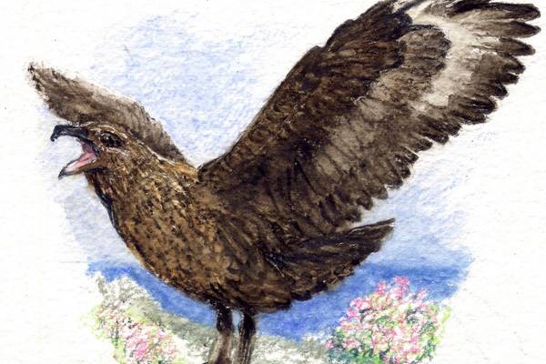 Another Life: Arrival of great skuas may alter seabird balance on Clare Island