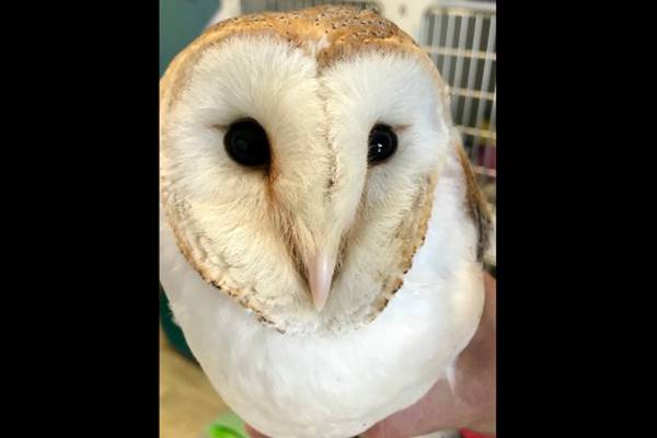 ‘He’s very feisty’: The owl who fluttered back to life