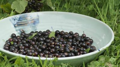 In the garden: currant affairs