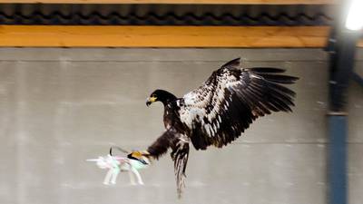 Eagle-eyed: Dutch police  train birds to take down drones