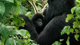 DRC to auction oil and gas permits in endangered gorilla habitat