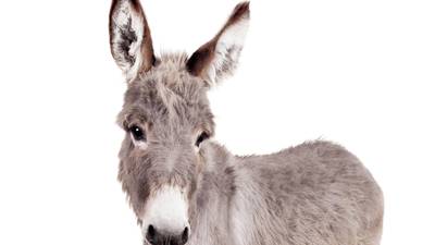 Ireland’s nursing home pets – from donkeys to peacocks