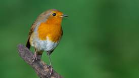 BirdWatch Ireland’s nationwide garden survey begins today