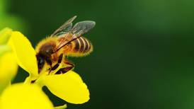 Bees face extinction threat through disease transfer