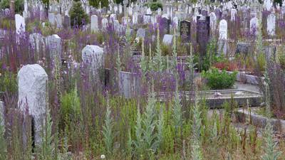 Overgrown weeds at Deansgrange cemetery ‘very hurtful to families’