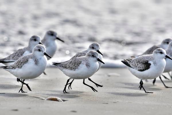 Poem of the week: Sandpipers at Rosslare