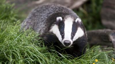 Who’s the daddy? Badger reproduction not black and white