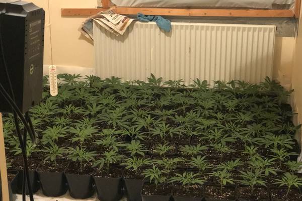 Gardaí seize €192,000 worth of cannabis in Co Kerry