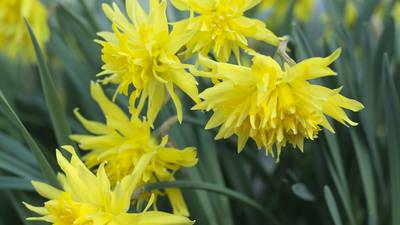The ‘Colleen Bawn’ and the ‘Empress of Ireland’: a  rich tradition of daffodil breeding