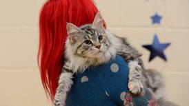 Feline the love: Dublin moggies sharpen claws to become top cat