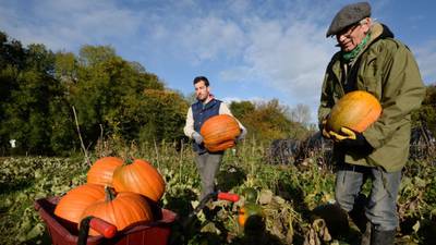 Pumpkin growers small in number but producing giant fruit