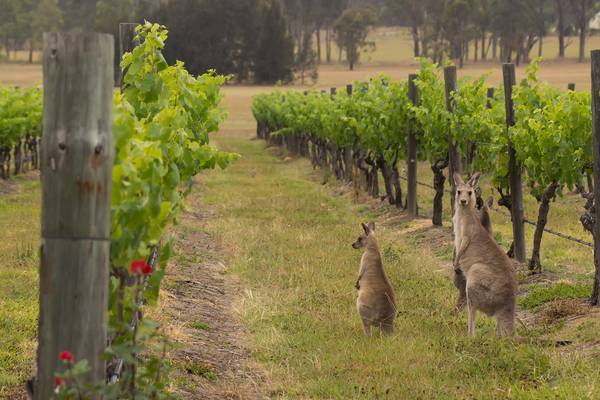 World-class wines from Australian wine royalty