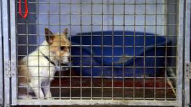 Dublin dog pound under review by council amid Garda investigation