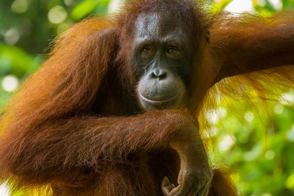 Zoo hopes ‘Tinder for orangutans’ will boost breeding chances