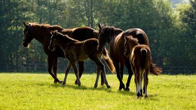Dozens of horses die after eating sycamore seeds