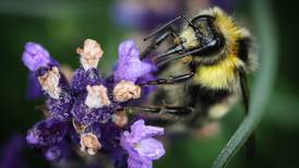 Botanist welcomes EU court ruling on pesticides that can harm bees