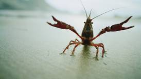 Water users urged to take precautions against spread of Crayfish Plague