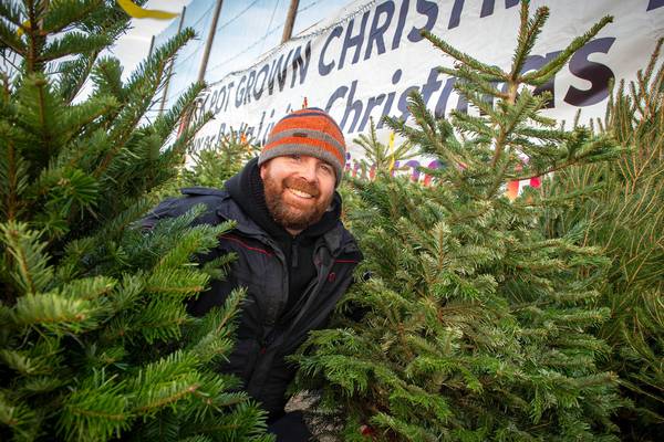 Not just for Christmas: Trees go to pot to ensure many festive returns