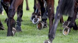 Australian vet undertaking audit of Irish racing’s anti-doping procedures
