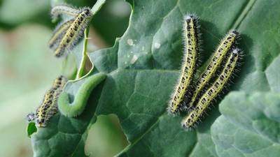 Plant early-warning system alerts leaves to insect attack