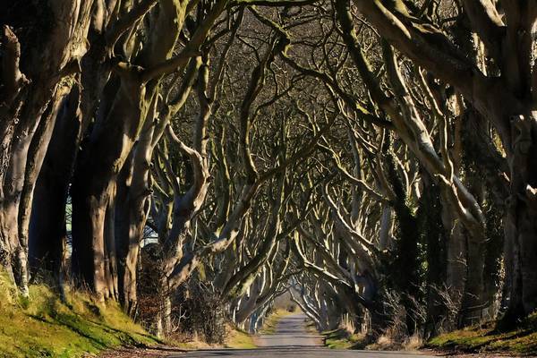 Tourism Ireland turns wood to gold as ‘Game of Thrones’ campaign storms Cannes