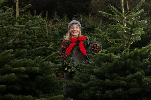 Christmas tree farmer: ‘We are definitely seeing the impact of climate change’