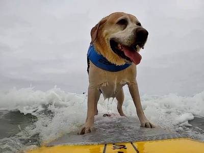 Dogs take to the sea on surfboards in California