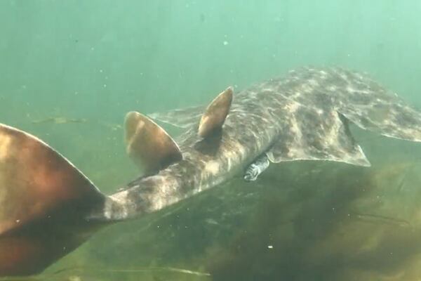 ‘Exceptional’ sighting of endangered angel shark in Galway Bay