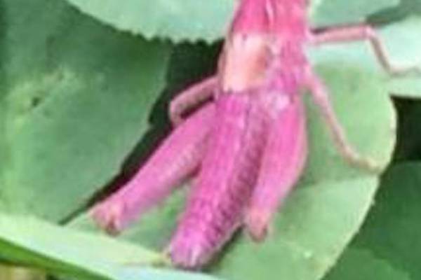 We spotted what looks like a pink grasshopper on our walk? Readers’ nature queries
