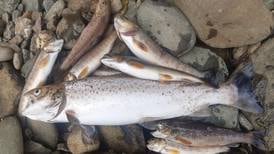 Donegal fish kill expected to result in prosecution
