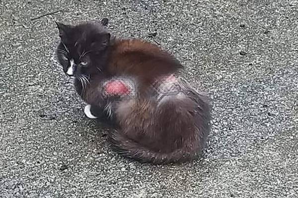Animal welfare group appeals for funds to cover medical bills for scalded cats