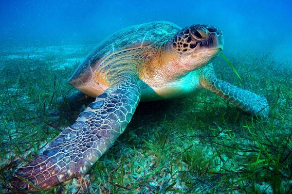 Aer Lingus to fly endangered turtle washed up on Irish beach to the Canary Islands