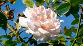Your gardening problems answered: How do I prune my climbing rose?