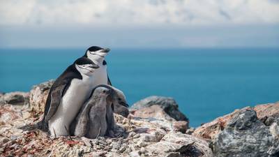 Chinstrap penguin numbers fall as climate change bites