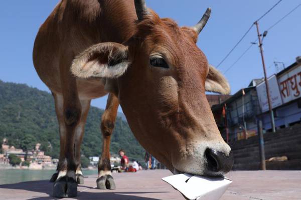 India launches elaborate campaign to construct cow sanctuaries