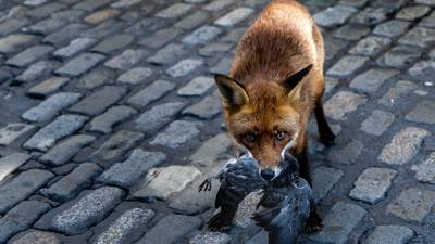Meet Sam, the resourceful young fox that has made Dublin city centre its home