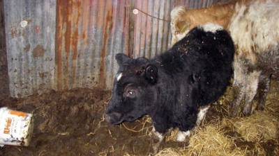 NI farmers jailed over ‘one of the worst cases of cruelty’