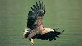 White-tailed eagle, Ingar, thought to have been poisoned